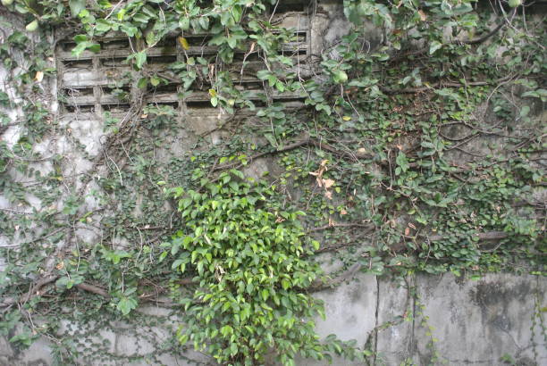 istock Brick walls creeping trees,Green leaves, old buildings 1954697342