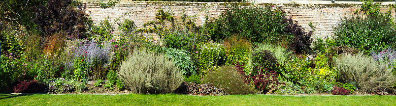 Old walled english country cottage garden  lush with plants and flowers in summer. There are no people in the picture.