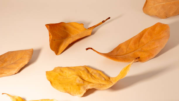istock Dry leaf on white backgrounds, Dry leaf close up on the white background 1954708136