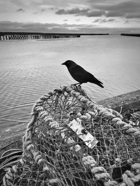 A Eurasian Jackdaw looks out across the Harbour at Amble, Northumberland. Fishing pots are the perfect resting place for an always alert Jackdaw.