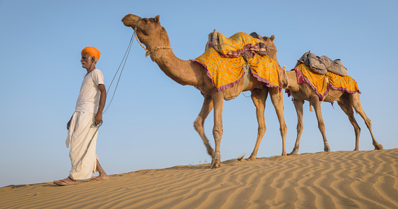 Indian man crossing sand dunes with two camels, Rajasthan, India
