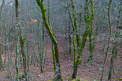 Oak trees covered with green-coloured moss in Quercus vulcanica forest. Leucobryum glaucum.