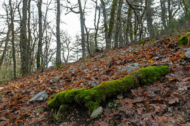 Oak tree root covered with green coloured moss in Quercus vulcanica forest. Leucobryum glaucum.