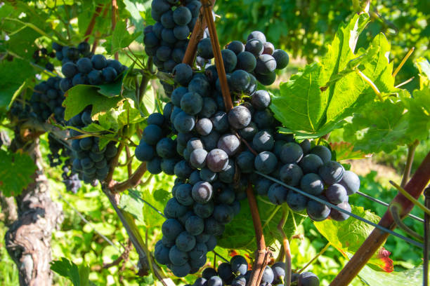 istock Large bunches of red wine grapes in vineyard. 1954723983