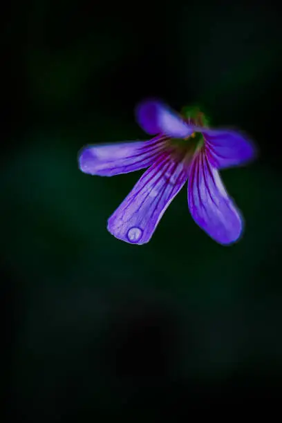 This was mini flower shooting with macro lens