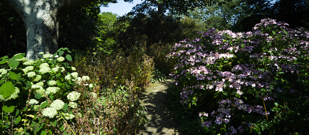 Old walled english country cottage garden  lush with plants and flowers in summer. There are no people in the picture.