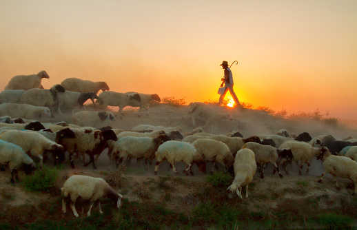 Karaman,Turkey,July 25, 2016: Color and white photo of a shepherd with his walking stick leading his sheep through the dusty roads.