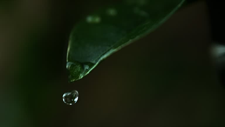 SUPER SLO MO A Raindrop Falls From a Green Leaf