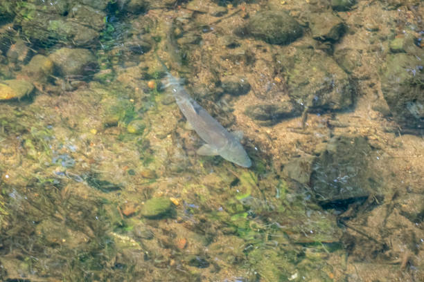Barbo fish swimming and looking for food brought by the current of the clear water river, overhead view. Barbo fish swimming and looking for food brought by the current of the clear water river, overhead view. tinfoil barb barbonymus schwanenfeldii stock pictures, royalty-free photos & images
