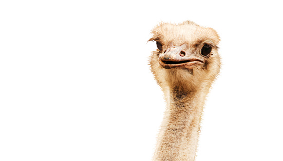 An ostrich head with a quirky expression against a stark white background, highlighting its unique features