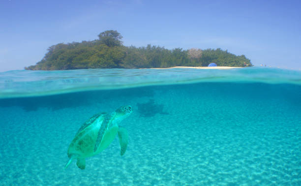 istock a green sea turtle swimming in a reef 1954748992