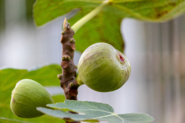 istock A beautiful fig tree full of figs. 1954752731