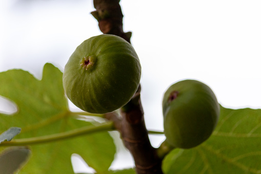 Photograph of a fig tree.