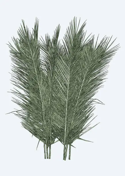 Vector illustration of Palm Leaves