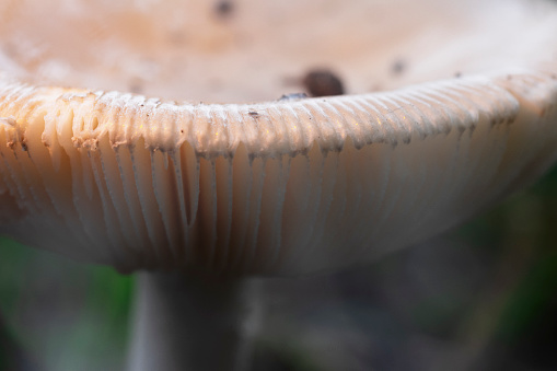 Mushrooms in the forest under the tree. Nature, plant.