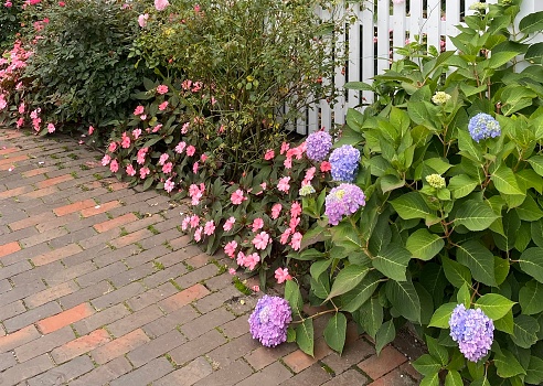 Various shades of hydrangea flowers from purple and blue to pink and magenta.