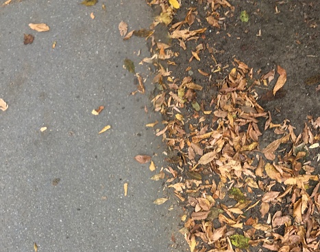 Autumn Leaves on the Ground. (Partially on pavement, partially on the grass)