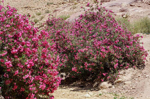 Beautiful Pink Oleander flower (Nerium oleander). Blossom of Nerium oleander flowers tree in Ancient city of Petra, rock-hewn is capital Nabataean kingdom. Jordan.