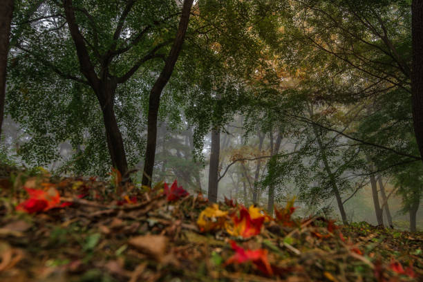 The autumn leaves fall and the mist shines brightly in the morning.