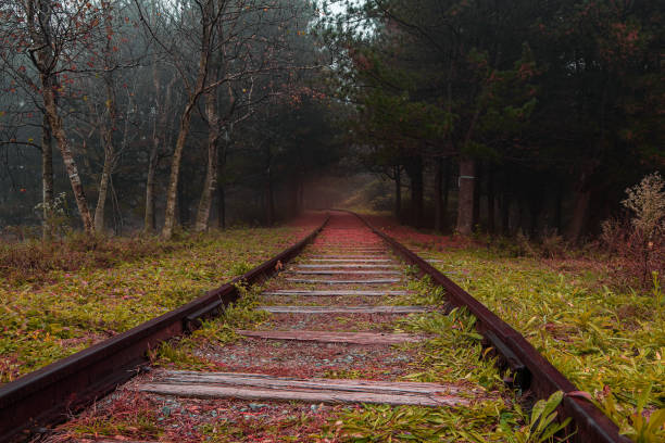 istock Old railway museum in the middle of the forest 1954761449