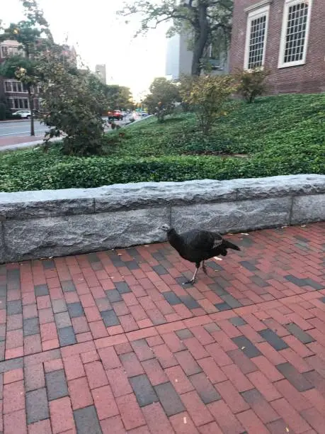 Photo of Turkey on the Brick Sidewalk in Cambridge, MA