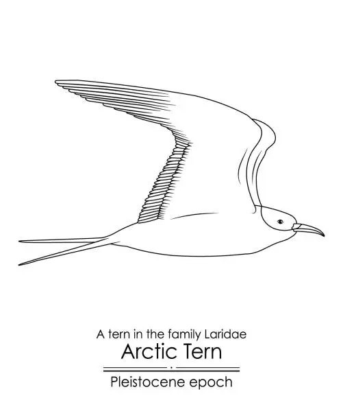 Vector illustration of The Arctic Tern