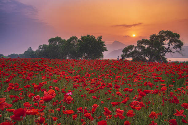 Black Sea sunrise over field of Poppy flowers in spring blossom in Dobrich,Bulgaria