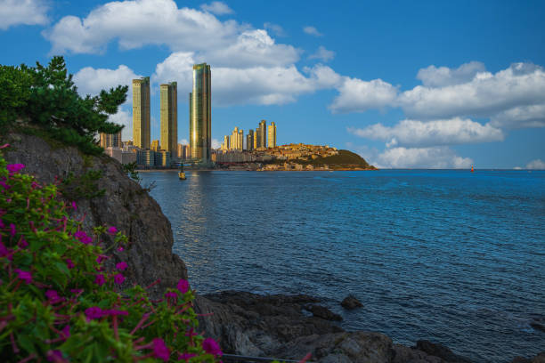 Sky, buildings, sea, beautiful pink flowers, tourist attractions of Busan, South Korea