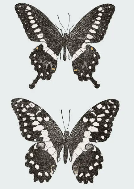 Vector illustration of Papilio Demoleus Butterfly