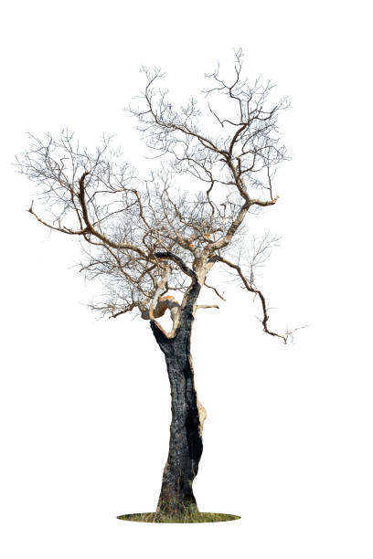 istock Dry branch of big dead tree with cracked dark bark stem. Beautiful old tree isolated on white background. Single old and dead tree on nature. Alone wooden trunk forest in fall season change 1954765372