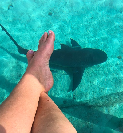 Bull shark swims under foot at marina
