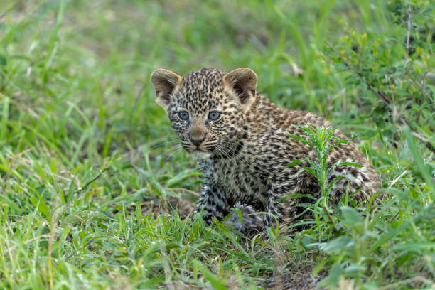istock Leopard cub in Sabi Sands Game Reserve 1954765904