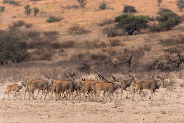 istock Common eland in the Kgalagadi Transfrontier Park 1954767505