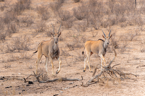 Common eland, also known as the southern eland or eland antelope (Taurotragus oryx) startled by a lion at a waterhole in the Kgalagadi Transfrontier Park in South Africa.
