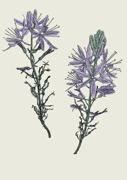 Vector illustration of Camassia Wild Flower
