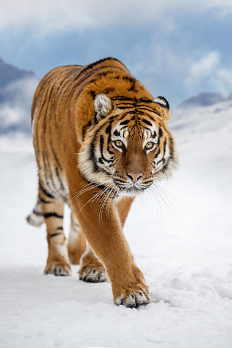 Tiger in the winter mountain.  Wild predators in natural environment. Wildlife scene from nature