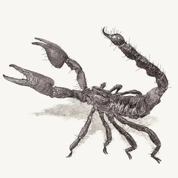 Vector illustration of Scorpion Insect Arachna