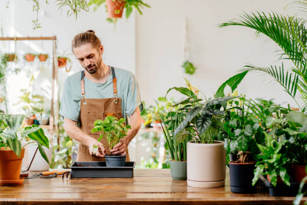 istock Gardener American man transplants indoor plants using shovel on table. 1954774062