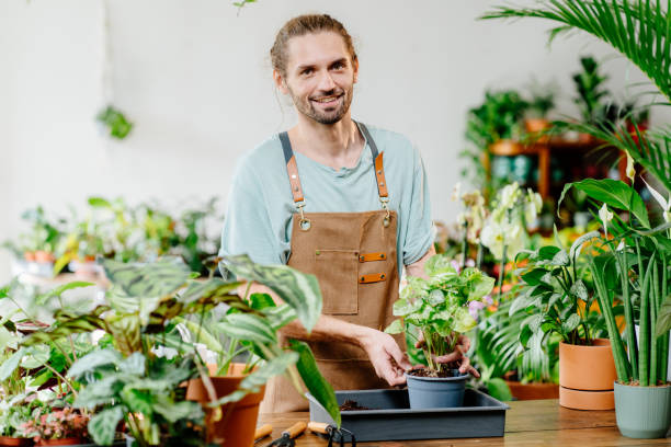 istock Gardener American man transplants indoor plants using shovel on table. 1954774063