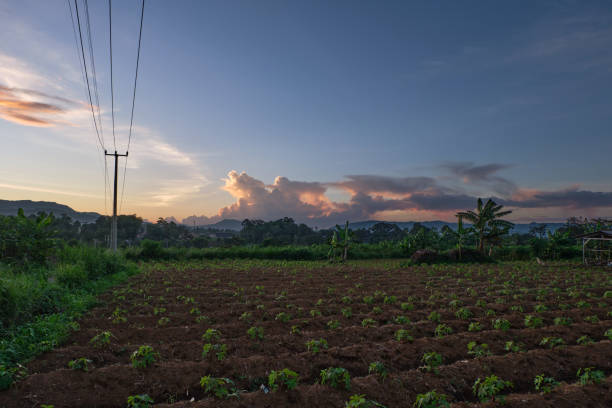 istock Clear Skies, Warm Goodbyes: Sunset Views from the Garden 1954774907