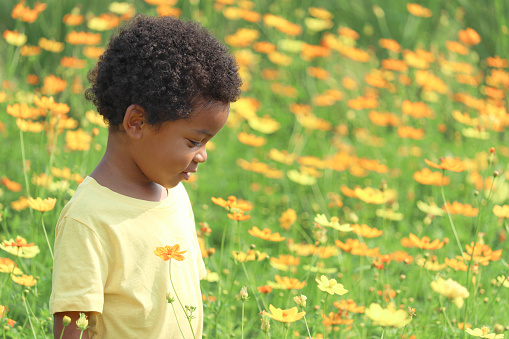 Portrait of happy smiling African boy with black curly hair standing around yellow orange cosmos flower garden. Kid spending time outdoors in beautiful meadow flower. Child has fun in summer park.