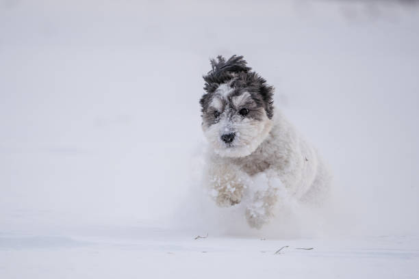 istock Dog Running in the Snow 1954775551