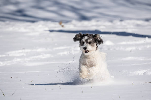 istock Dog Runs in Snow 1954775561
