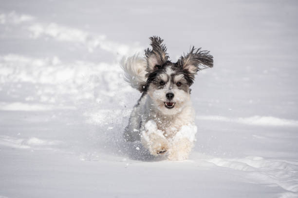 Happy Puppy Runs in Snow