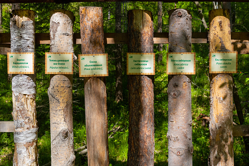 Krasnoyarsk, Russia - June 10, 2022: Boards of various types of wood. Types of coniferous and deciduous trees growing in the Siberian taiga. Signs with labels of types of wood on the boards