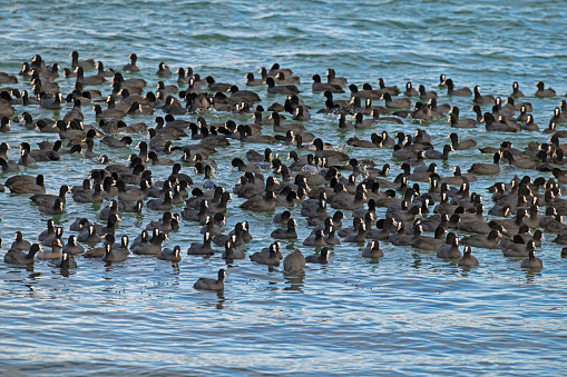 Eurasian Coots swimming and feeding in groups in Beysehir Lake in Turkey. Fulica atra