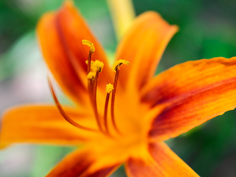 A close up shot of Easter lilies outside in a garden during the spring season.