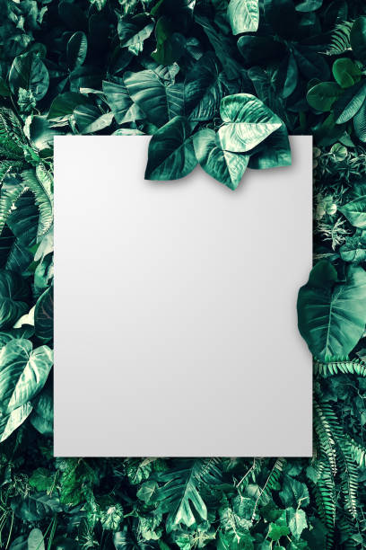 istock Blank paper on the tropical green leaf. 1954777101