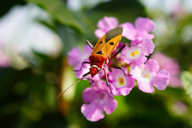 Close-up of red cotton beetle - Dysdercus cingulatus