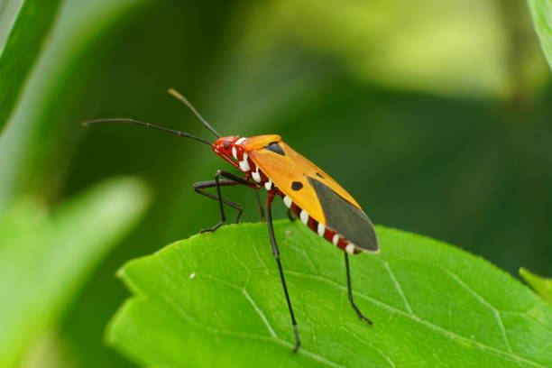 istock Close-up of red cotton beetle on leaf - Dysdercus cingulatus 1954777248